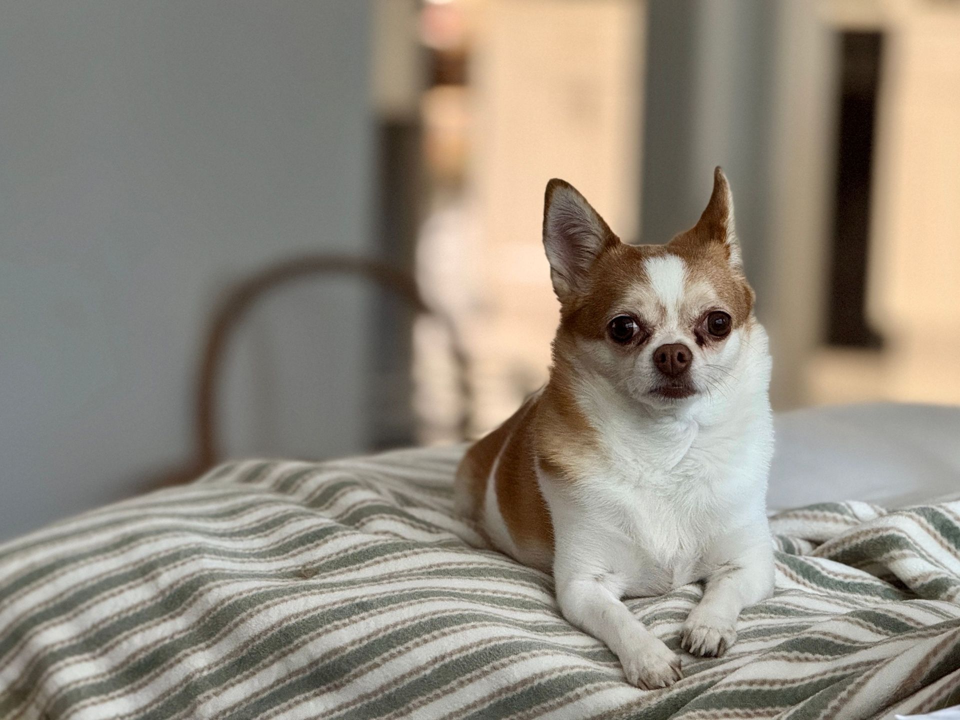 Adorable Chihuahua dog lying comfortably on a striped blanket indoors.