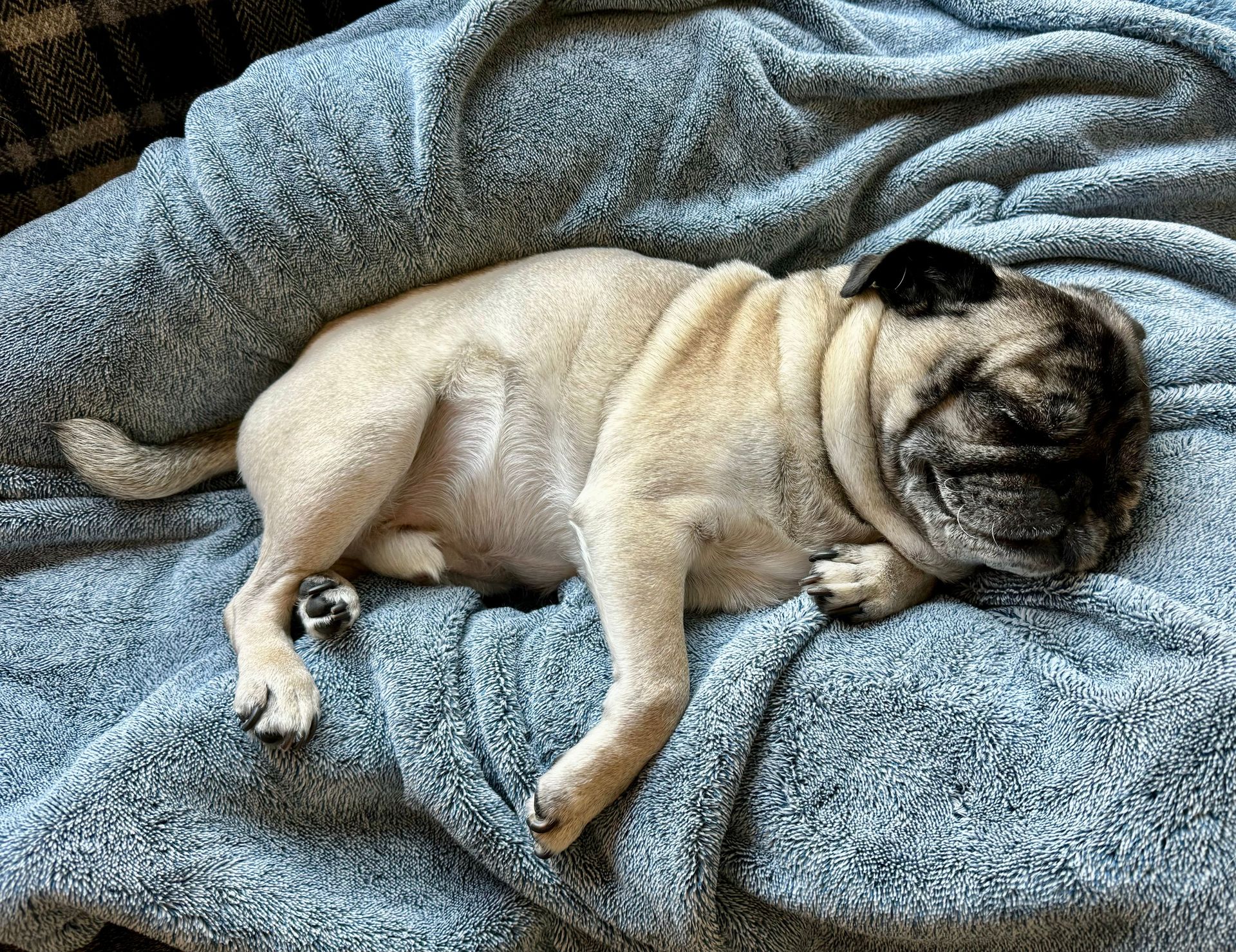 Adorable pug resting comfortably on a soft blue blanket indoors.